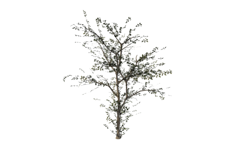 Hawthorn Tree - Image 3