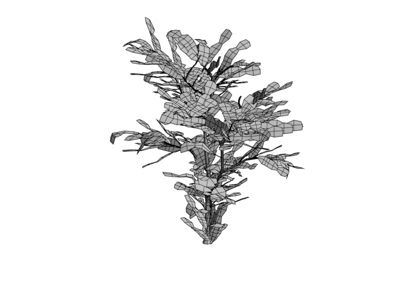 Low polygon hawthorn tree 3d model wireframe preview