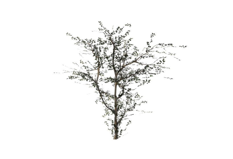Hawthorn tree 3d model for download fox Cryengine, FBX, Cryengine preview 1