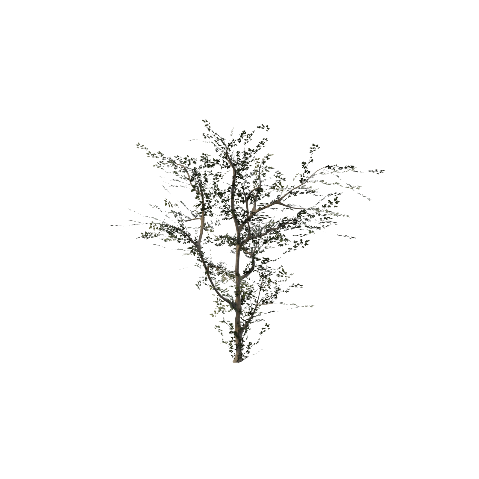 Hawthorn Tree