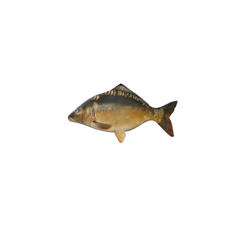 fresh water fish carp golden 3D model low poly game ready asset download Blender Cryengine Unity UE4