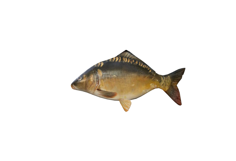 fresh water fish carp golden 3D model low poly game ready asset download Blender Cryengine Unity UE4