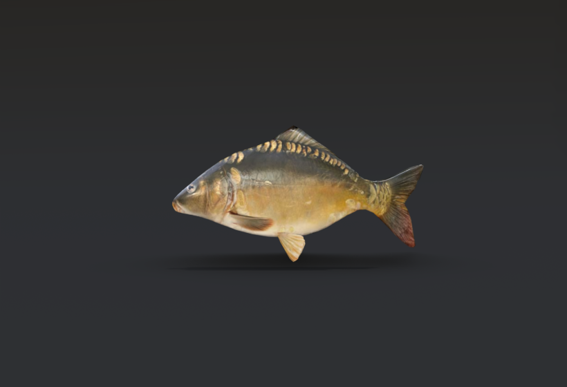 A low poly carp fish 3d model download game ready asset