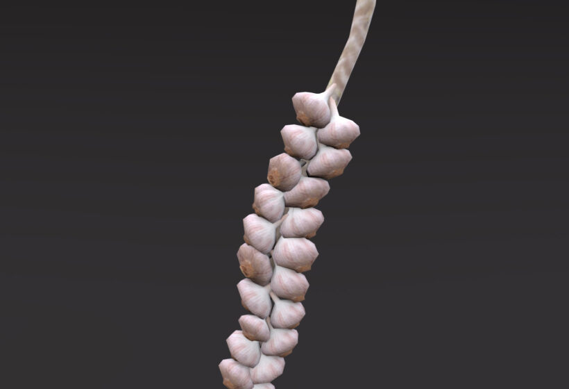 garlic 3d model low poly game ready prev2 bg