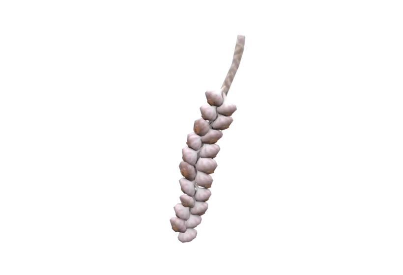garlic braid 3d model low poly game ready asset