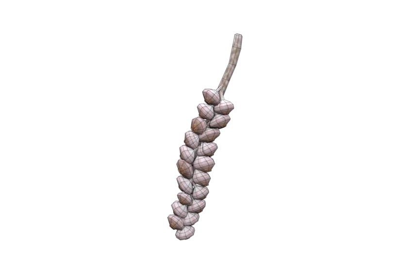 Garlic Braid - Image 2