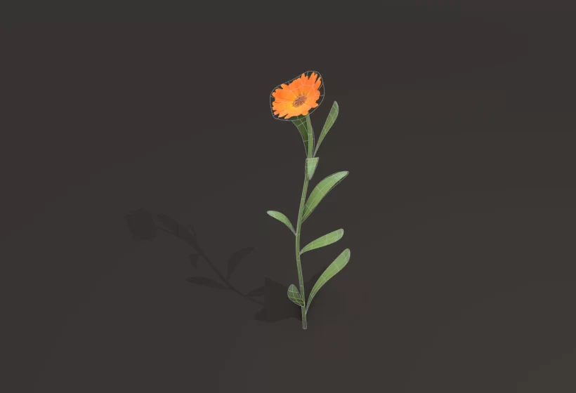 Low Poly Calendul 3D Model Wireframe Preview