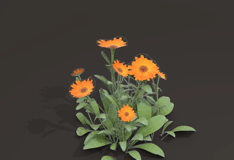 Realistic Calendula Flowers Foliage 3D Model Game Ready Clump Preview