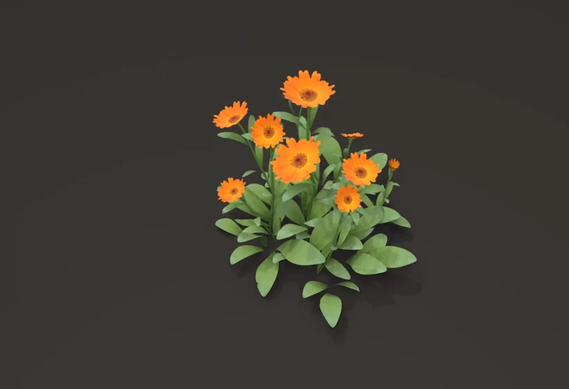 calendula 3D model - pot marigold - low poly foliage asset for games VFX