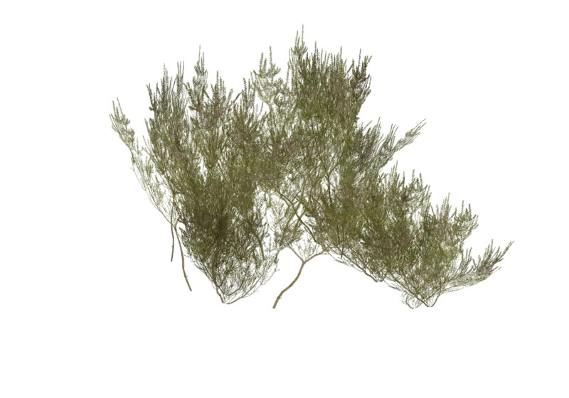 A game ready heather 3D model low poly vegetation asset
