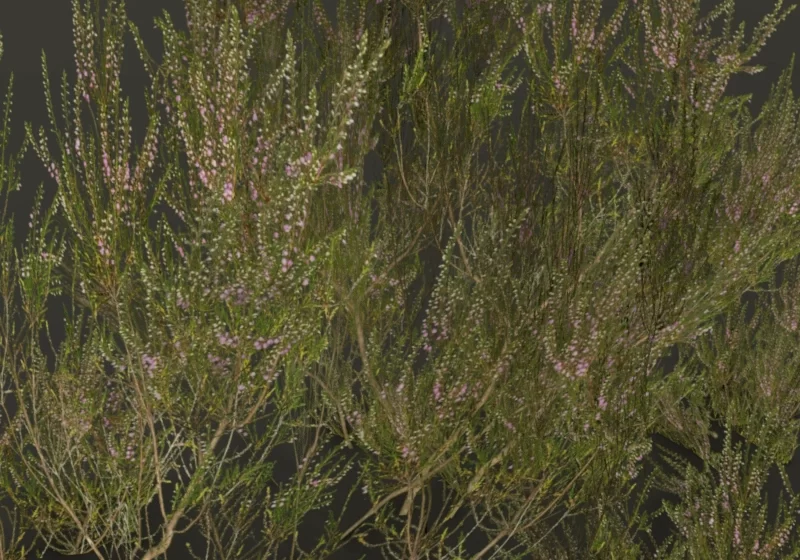 heather 3D model realistic low poly game asset for Cryengine Blender VR VFX