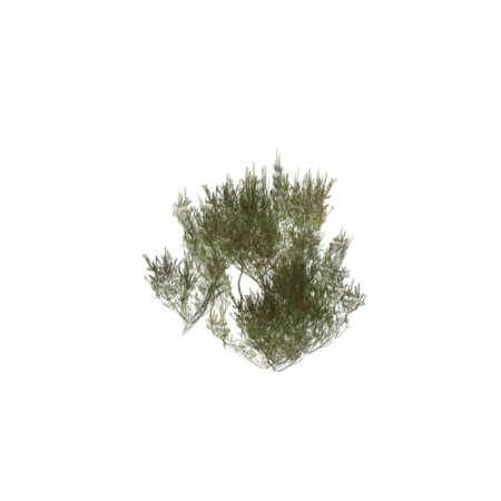 Heather 3D model shrub foliage game asset
