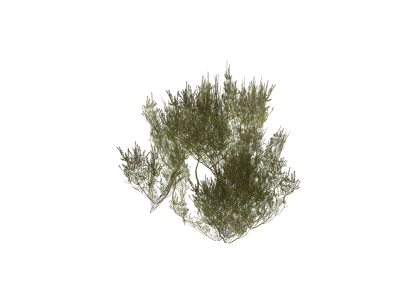 Heather 3D model shrub foliage game asset