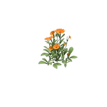 orange flowers game asset - 3D calendula marigold plant low poly