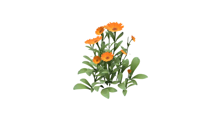 orange flowers game asset - 3D calendula marigold plant low poly