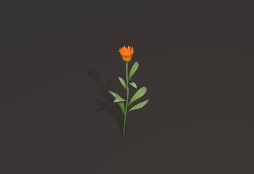 small orange calendula flower PBR game ready asset