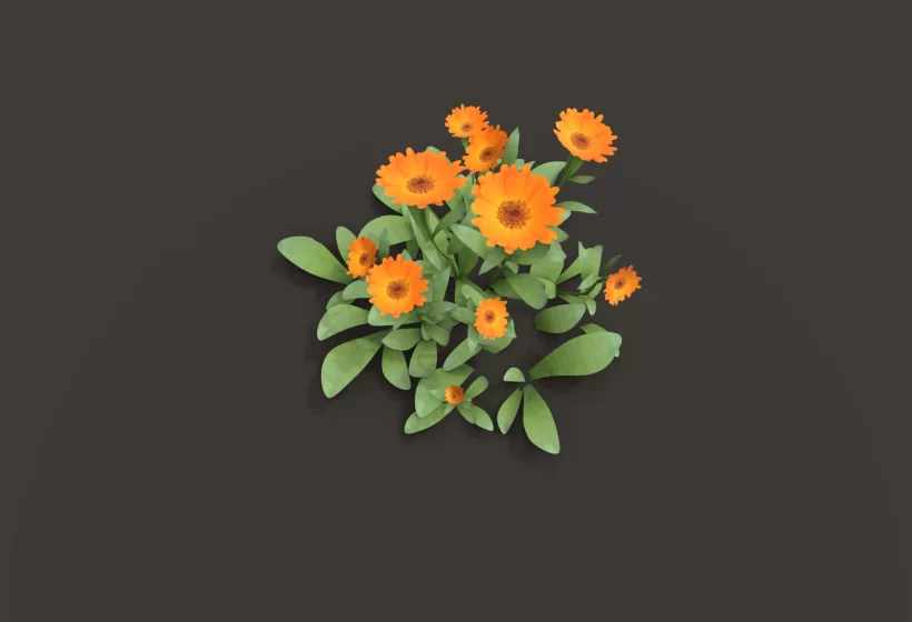 Small sunflower like 3D model for games - Calendula 3D models Pot Marigold Clump Foliage Asset